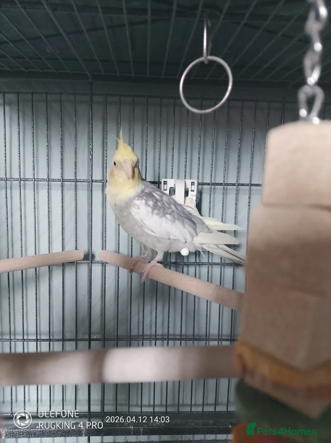 Cockatiels birds for sale: Two beautiful cocktails for rehoming  in Addlestone - Advert 9