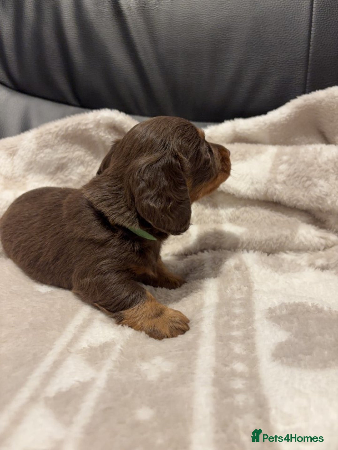 Miniature Dachshund dogs for sale: Miniature Dachshund Puppies Chocolate and Tan KC - Advert 17