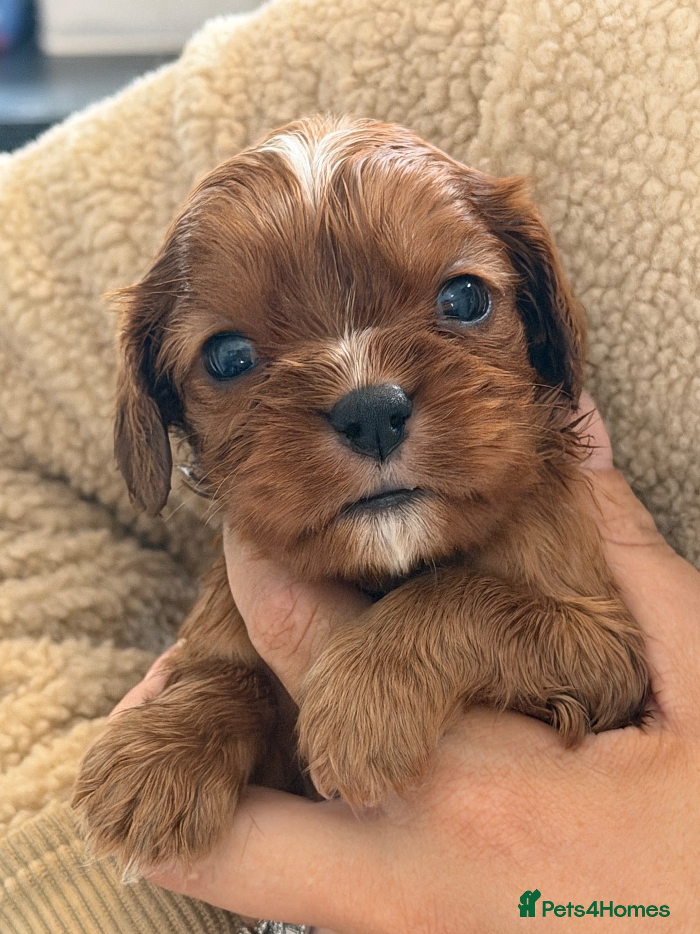 Cavalier King Charles Spaniel dogs Beautiful cavalier King Charles puppies 🩷💙 - Advert 1