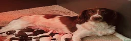 English Springer Spaniel dogs for sale: Beautiful Springer Spaniel Puppies For Sale  - Advert 33