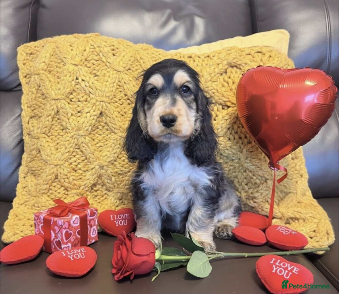 Cocker Spaniel dogs Beautiful show cocker puppies 3 remaining  - Advert 13