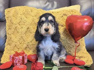 Cocker Spaniel dogs Beautiful show cocker puppies 3 remaining - Advert 13