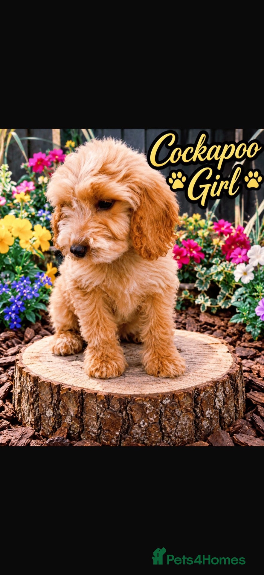 Cockapoo dogs Cockapoos 1 girl left  - Advert 1