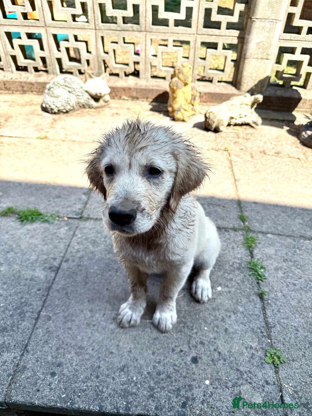 Golden Retriever dogs for sale: Beautiful 8-Month Female Golden Retriever Puppy 5⭐ - Advert 3