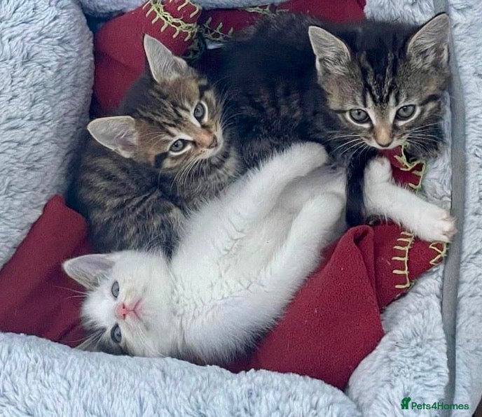Domestic Shorthair cats Kittens (general application to adopt kittens)  - Advert 2