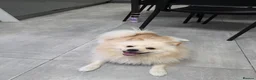 Pomeranian dogs for sale: Fluffy Pedigree Pomerainam Rehome - Advert 4