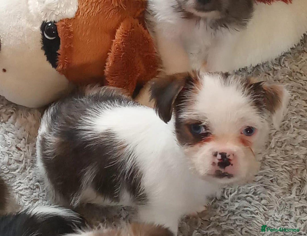Mixed Breed dogs for sale: Jack Russell x Shih Tzu - Image 5
