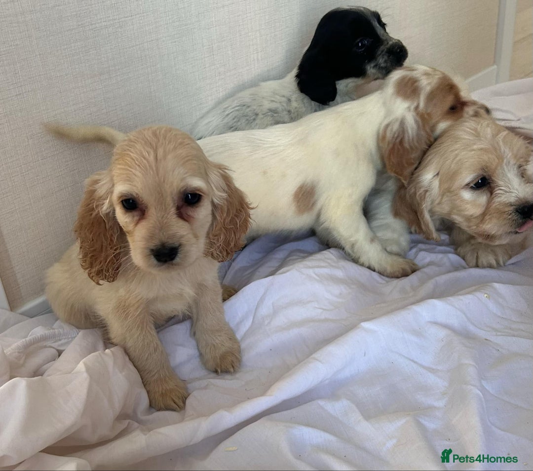 Cockapoo dogs for sale: Stunning cockapoo puppies - Image 10