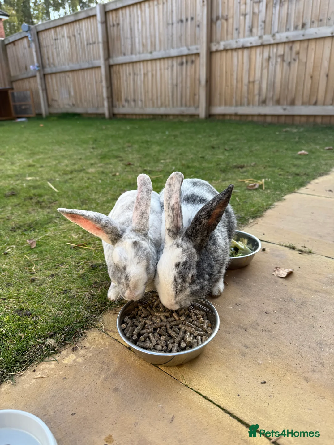 Rex rabbits for sale: Male rex brother bunnies - Advert 1