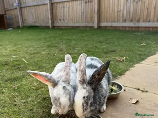 Rex rabbits Male rex brother bunnies - Advert 5