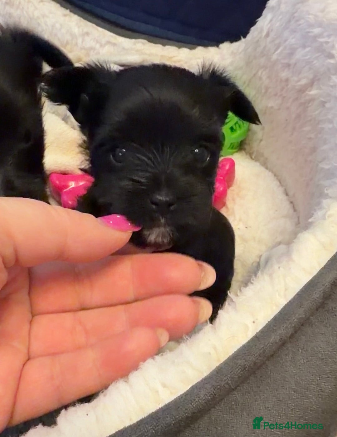 Yorkshire Terrier dogs for sale: For sale Tiny Yorkshire Terrier - Advert 14