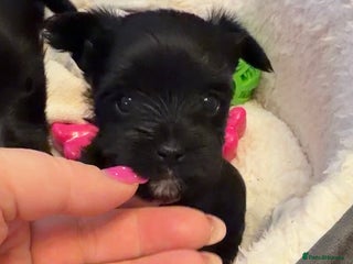 Yorkshire Terrier dogs For sale Tiny Yorkshire Terrier - Advert 5