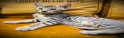 Savannah cats for sale: F5 Savannah girl and boy kittens  in Bradford - Advert 16