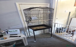 Cockatiels birds for sale: Semi Hand Tame Cockatiel With Cage - Image 3