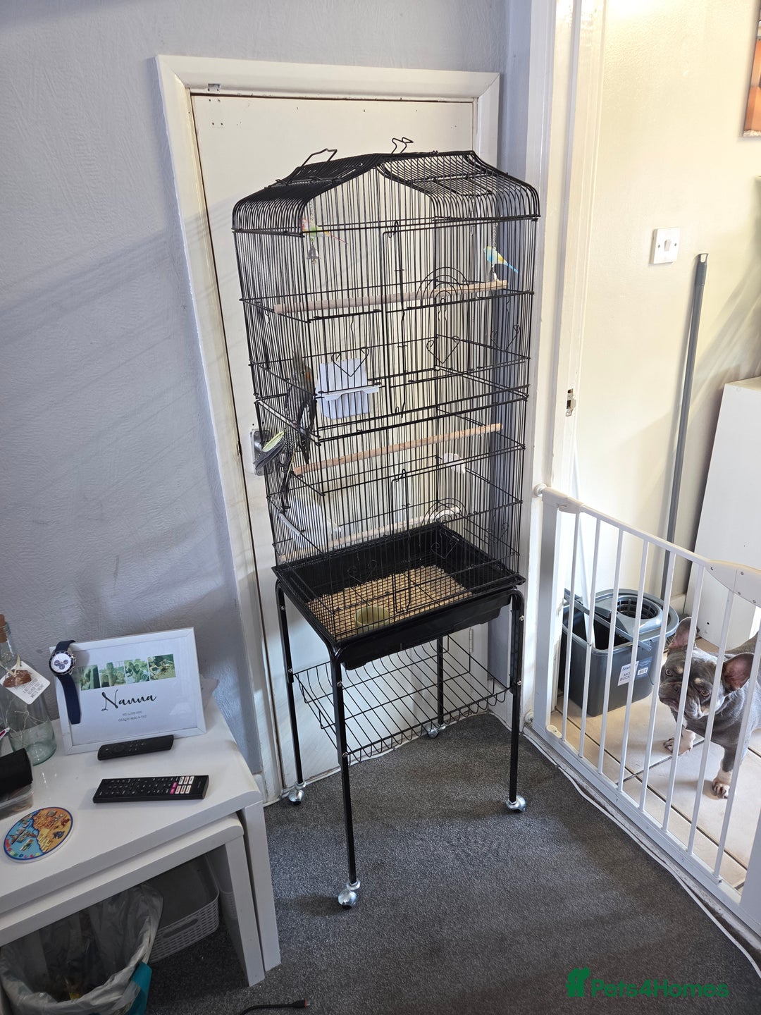 Cockatiels birds for sale: Semi Hand Tame Cockatiel With Cage - Image 3