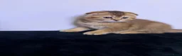 Scottish Fold cats for sale: The Stunning Scottish Fold kittens are ready - Advert 4