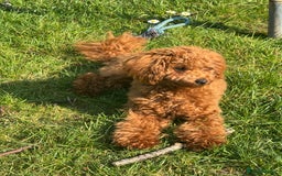 Toy Poodle dogs for sale: Female Toy Poodle  - Image 1