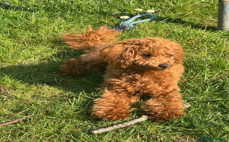 Toy Poodle dogs - Advert 9