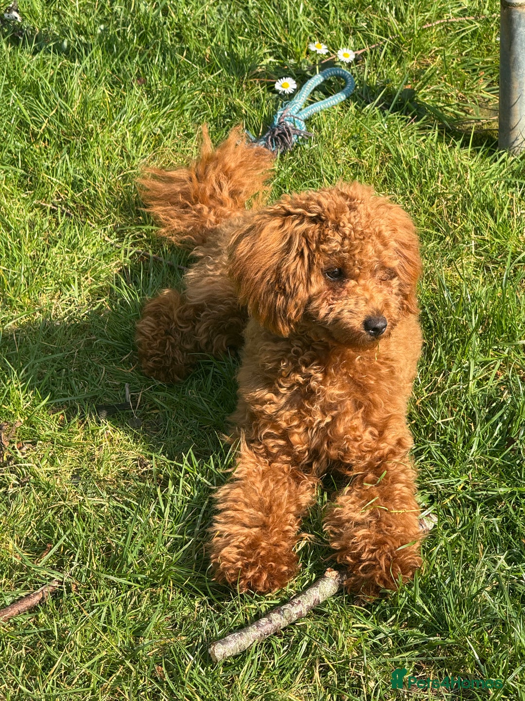 Toy Poodle dogs for sale: Female Toy Poodle  - Image 1