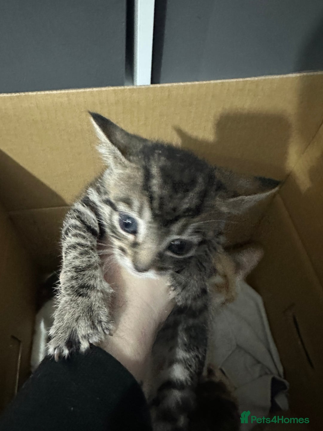 Mixed Breed cats for sale: Four Lovely mixed breed Kittens  - Advert 5