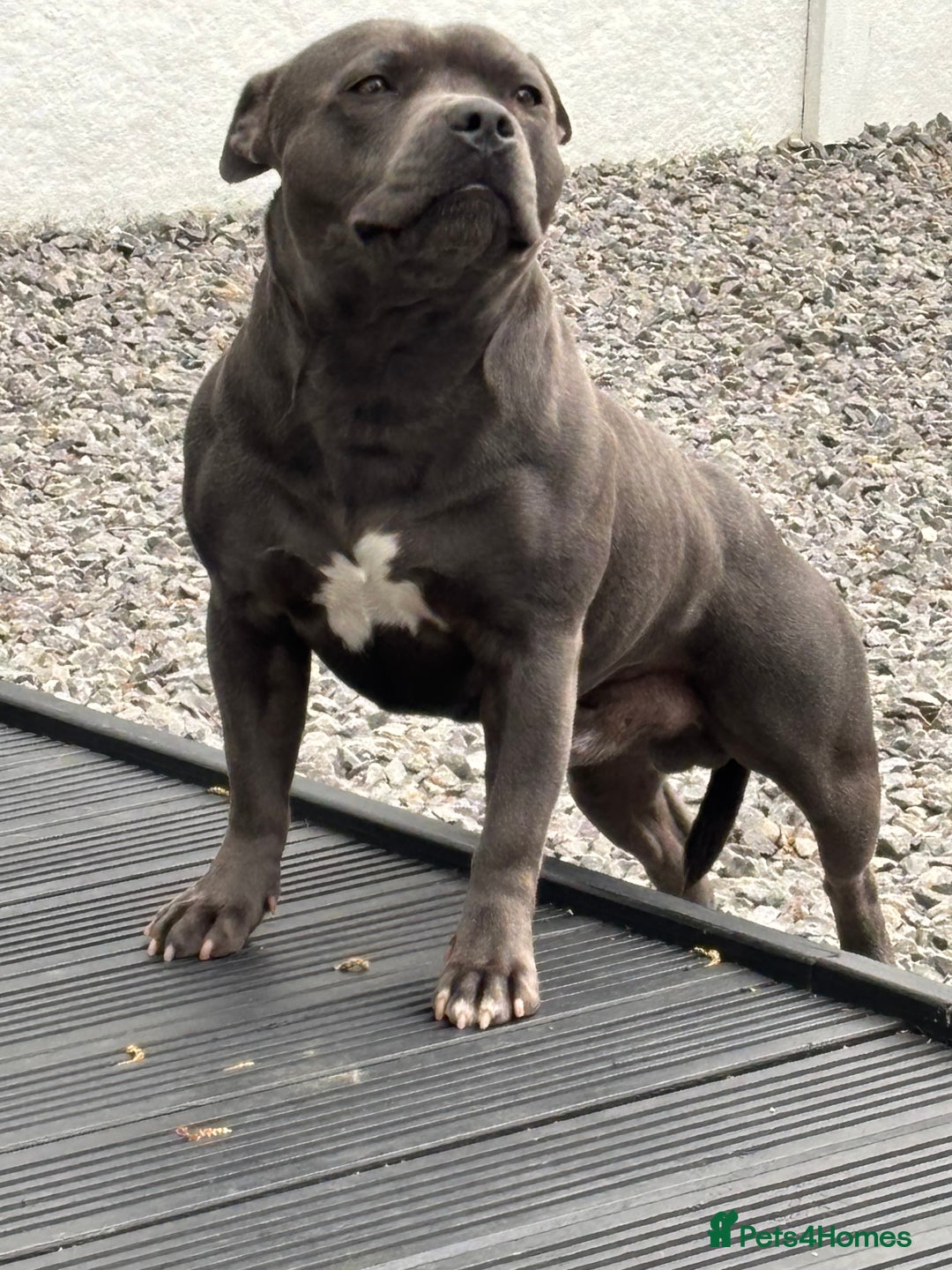 Blue Staffy American Staffordshire Terrier Muscular English Staffy