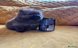 Pomeranian dogs for sale:  Pomeranian’s extra small beautiful fluffy - Image 8