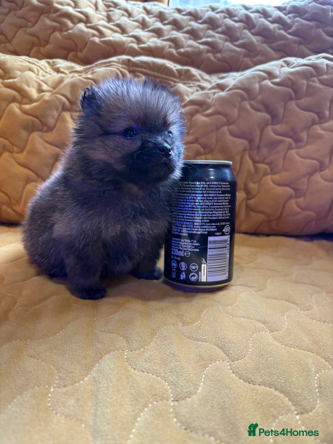 Pomeranian dogs for sale:  Pomeranian’s extra small beautiful fluffy - Image 8
