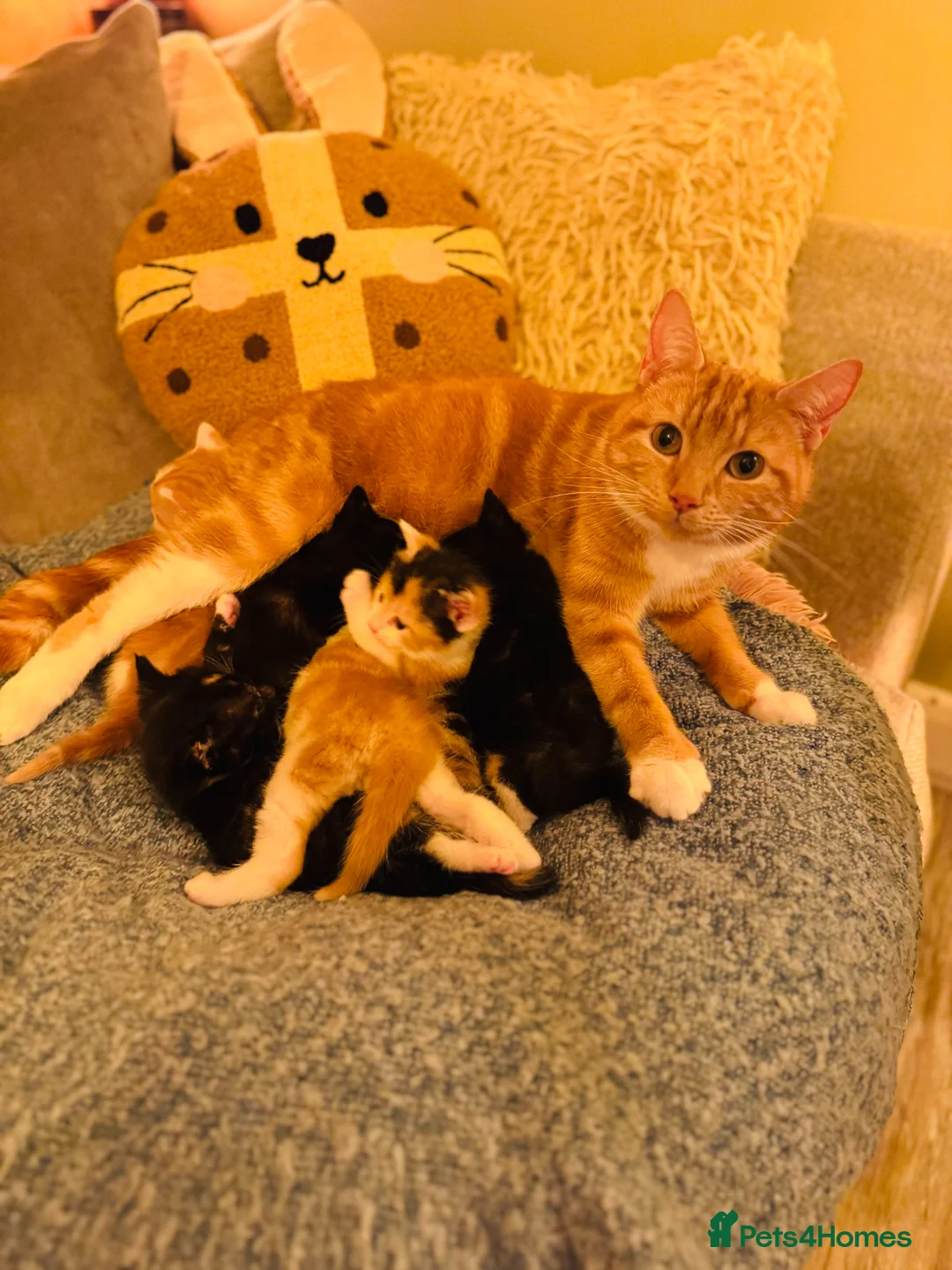 Mixed Breed cats for sale: Adorable Fluffy Kittens Looking for Loving Homes - Advert 1