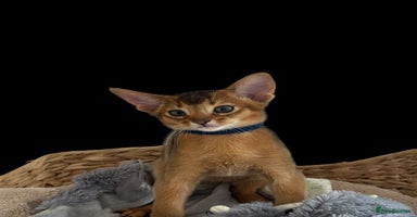Abyssinian cats - Advert 6