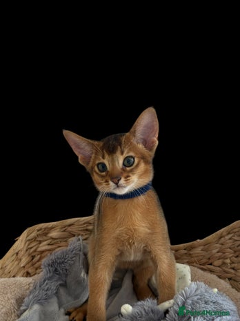 Abyssinian cats - Advert 3