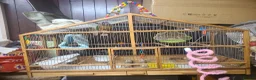 Conures birds for sale: Tamed Conure in Feltham - Advert 4