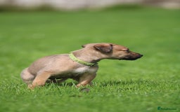 Lurcher dogs for sale: Rough coated lurcher puppies  - Image 4