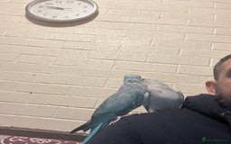 Ringnecks birds for sale: Ringnick proven breeding pairs  - Image 2