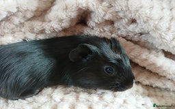 Guinea Pig rodents for sale: Male Guinea Pigs  in Crook - Image 1