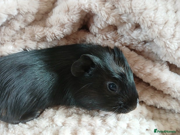 Guinea Pig rodents in Crook - Advert 5