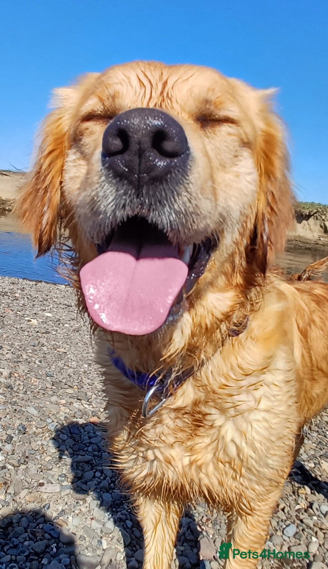 Goldendoodle dogs for sale: 3/4Golden 1/4Doodles 😃 black and gold - Image 9