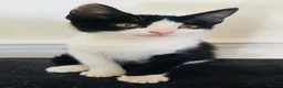 Mixed Breed cats for sale: Two adorable kittens for sale  - Advert 6