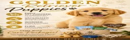 Golden Retriever dogs for sale: Golden retriever puppy’s - Advert 4
