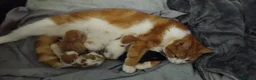 Mixed Breed cats for sale: 🐾 BRITISH SHORTHAIR X PERSIAN KITTENS FOR SALE 🐾 in Liverpool - Advert 1