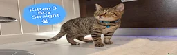 Scottish Fold cats for sale: 🐾 Beautiful Scottish Fold & Scottish Straight🐾 - Advert 7