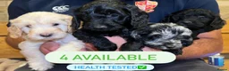Cockapoo dogs for sale: Cockapoo puppies F1b - Advert 3