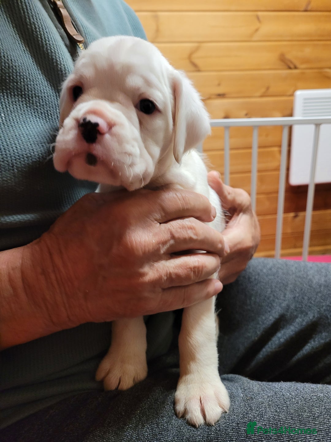 Boxer dogs for sale: KC Registered Boxer Puppies - Image 25