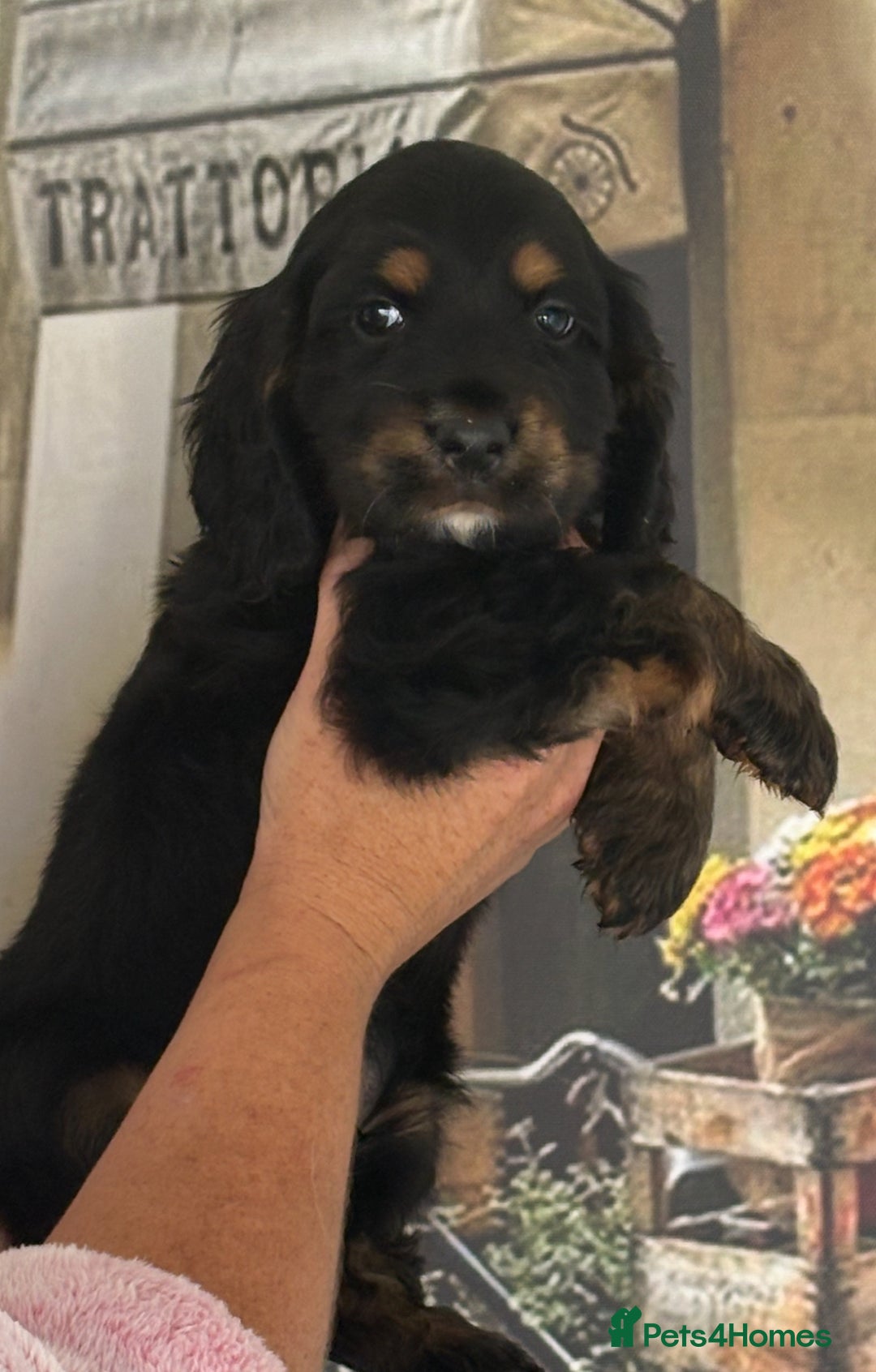 Cocker Spaniel dogs for sale: Kc registered Adorable Show cocker   puppy’s 🐶🐶 - Image 9