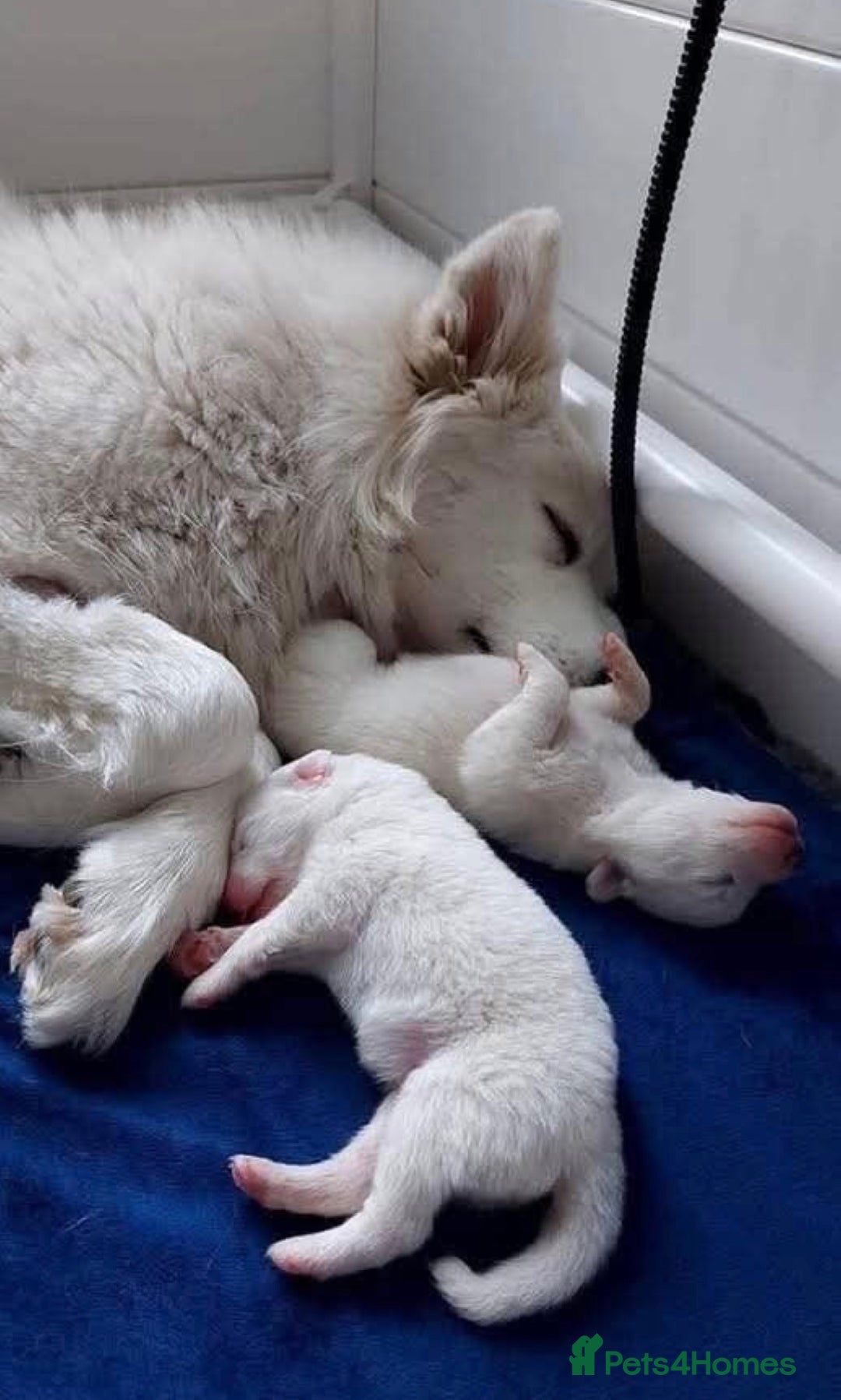 Huskita dogs for sale: Husky mixed japanese akita - Image 3