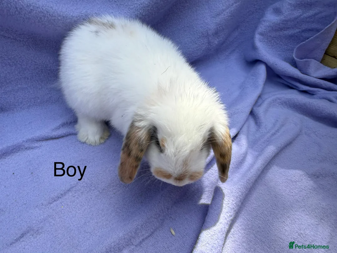 Mini Lop rabbits for sale: Mini lop babies  - Advert 8