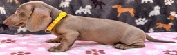 Miniature Dachshund dogs for sale: Miniature Dachshund- KC Registered - Advert 17