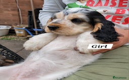 Cocker Spaniel dogs for sale:  LAST GIRL❗️ Blue Roan Tan Cocker Sp– KC bloodline - Image 4