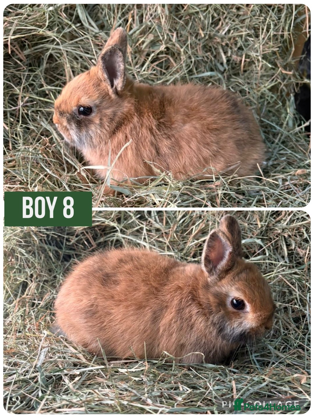 Netherland Dwarf rabbits for sale: Stunning Netherland dwarves  - Advert 5