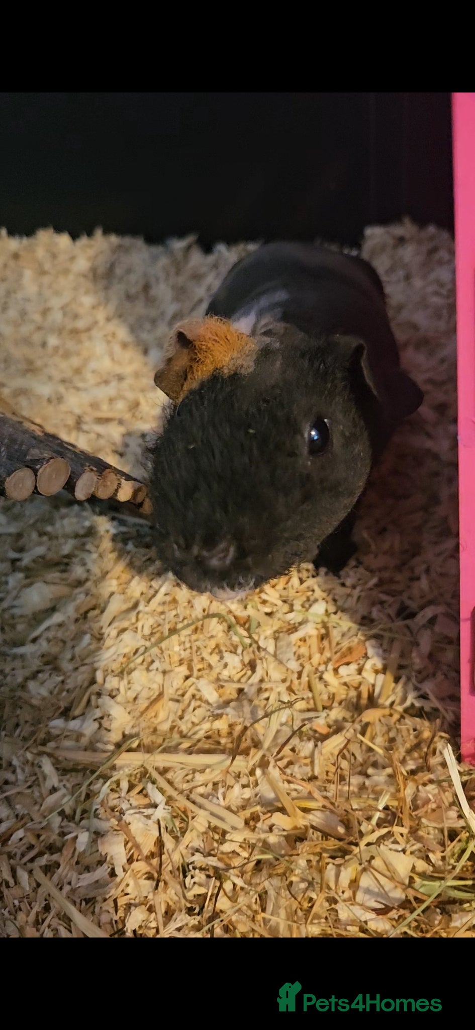 Guinea Pig rodents Two female skinny pigs - Advert 1