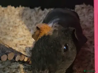 Guinea Pig rodents Two female skinny pigs - Advert 1